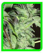 early bud